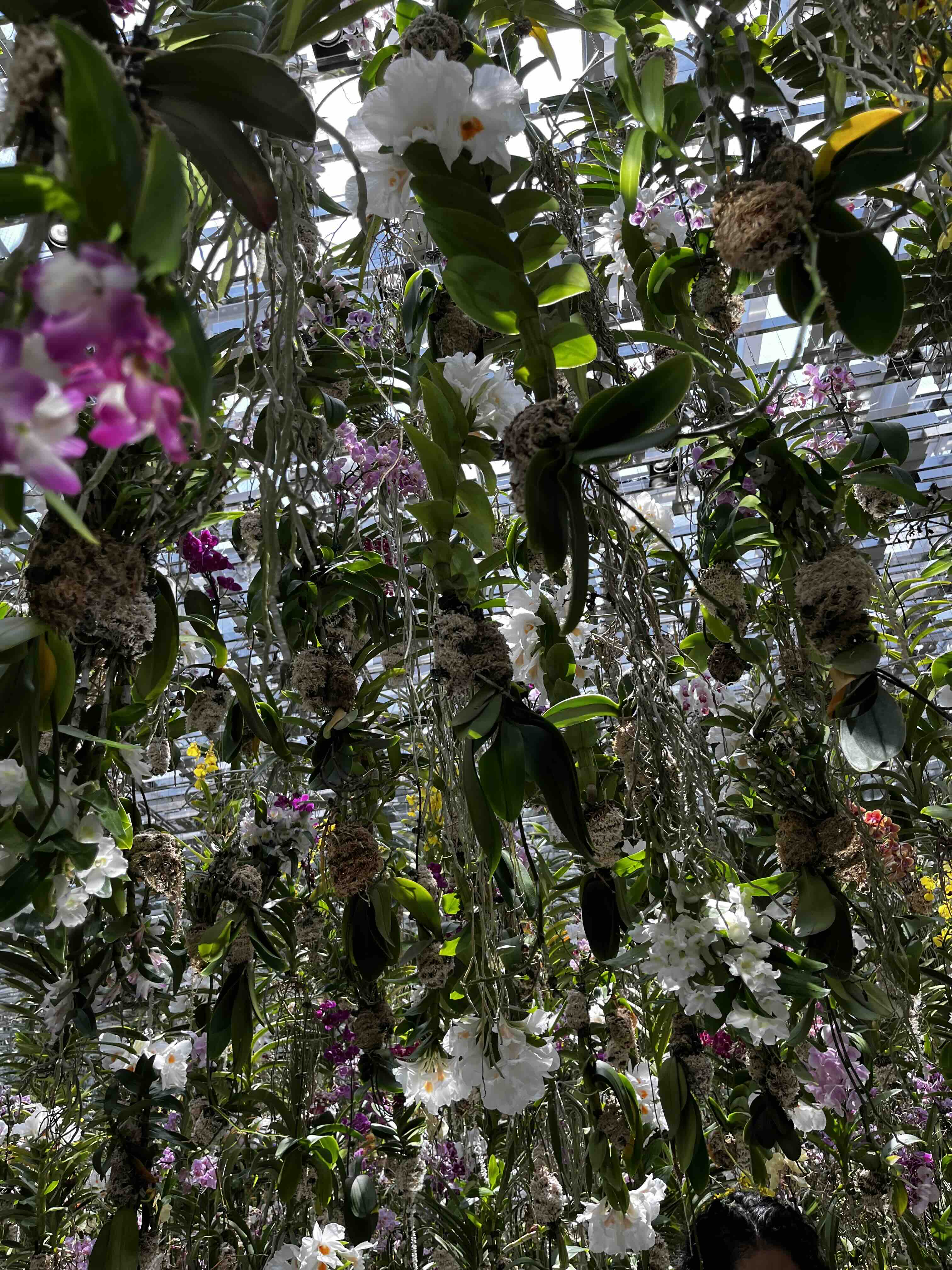 Live plants growing in midair in teamLabs