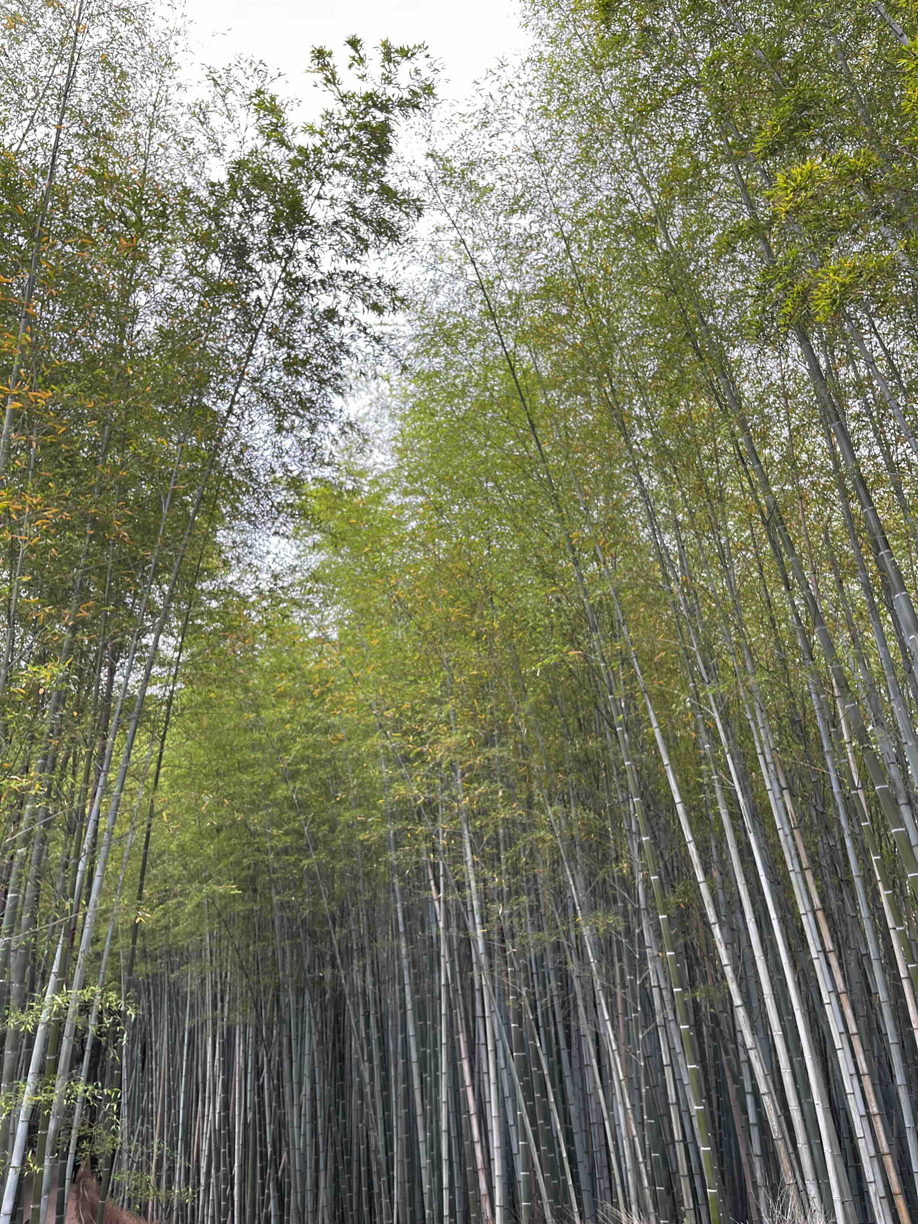 Bamboo forest