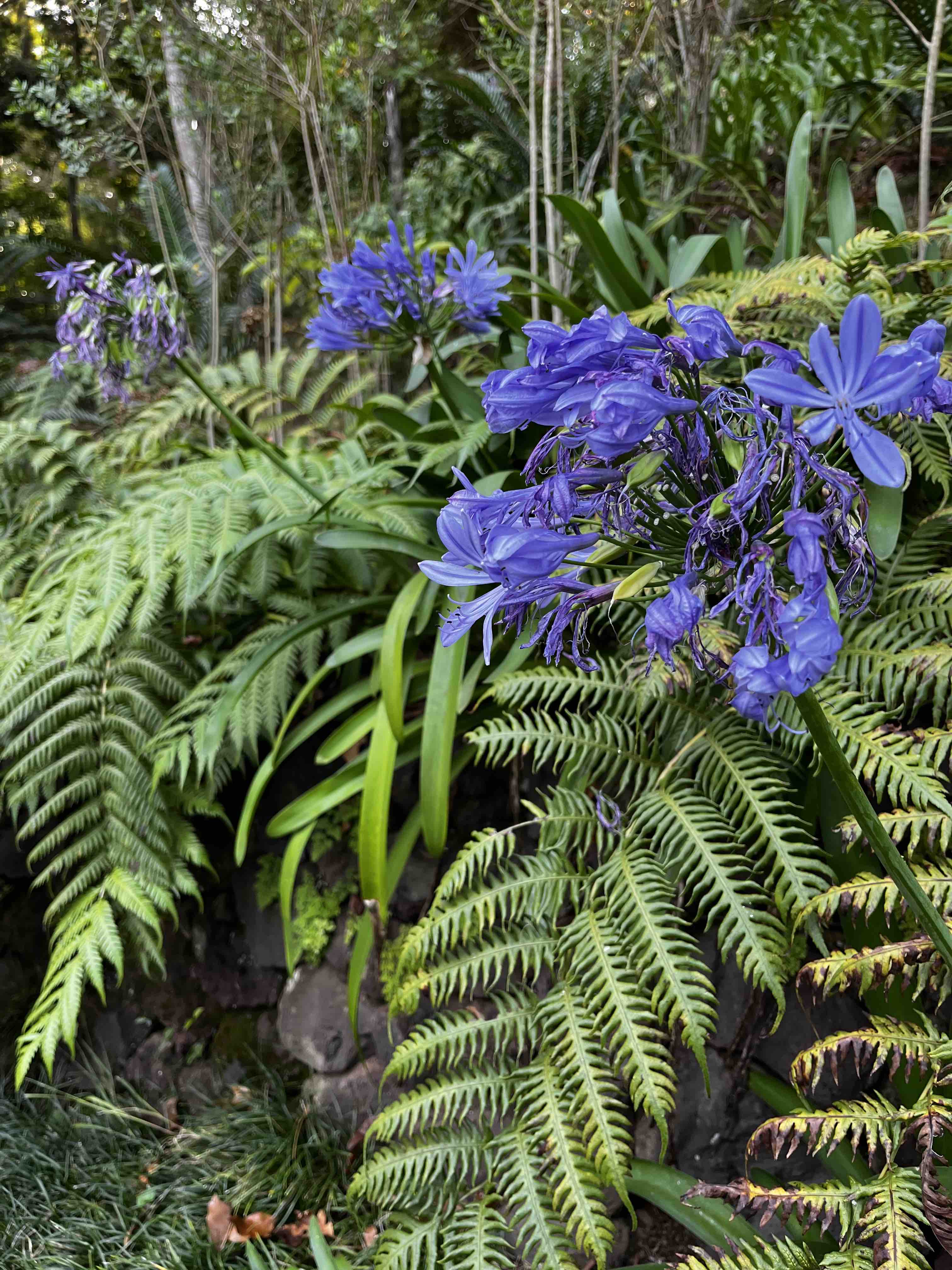 Monte Palace Garden